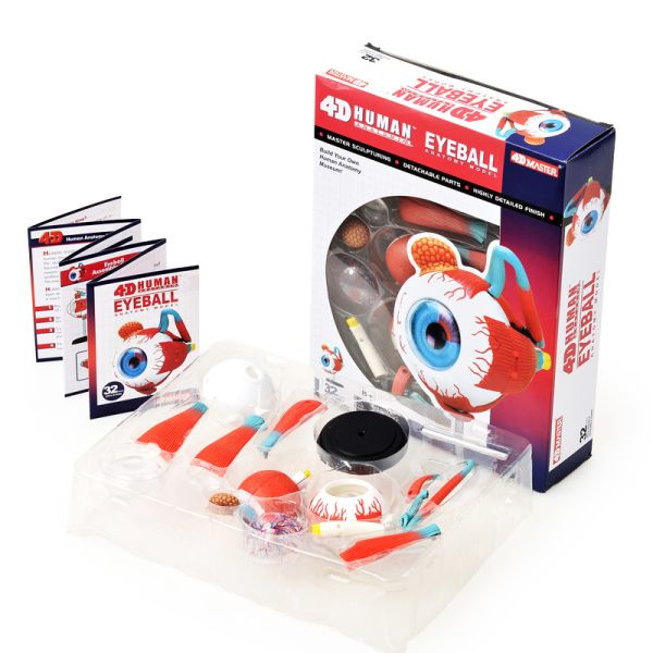 4 D Master 32 Parts Human Eye Anatomy Model Toy Puzzle Assembling Diy