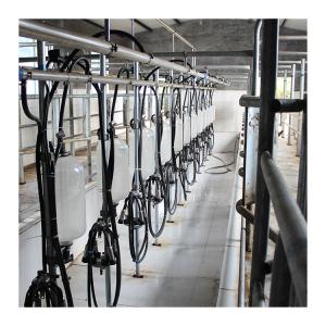 Cow 60 points Herringbone Milking Parlor Automatic Clean