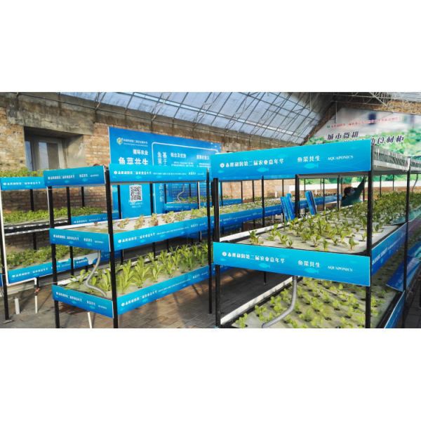 Quality Aquaponics Greenhouse Hydroponics Growing System Fish Tank For Fish And Vegetable wholesale