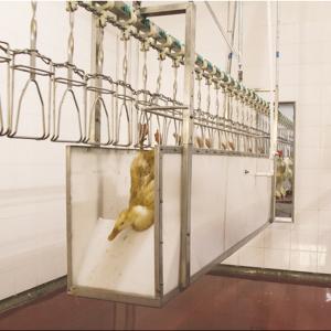 China 100 KG Automatic Chicken Slaughtering Machine for Fast and Precise Poultry Processing on sale